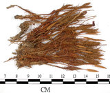 中文名:檜葉金髮蘚(B00002176)學名:Polytrichum juniperinum Wild ex Hedw.(B00002176)中文別名:土馬棕