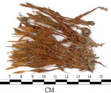 中文名:檜葉金髮蘚(B00002176)學名:Polytrichum juniperinum Wild ex Hedw.(B00002176)中文別名:土馬棕