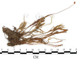 中文名:檜葉金髮蘚(B00002177)學名:Polytrichum juniperinum Wild ex Hedw.(B00002177)中文別名:土馬棕