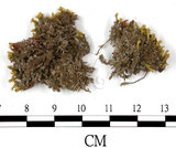 中文名:毛尖金髮蘚(B00002180)學名:Polytrichum piliferum Schred. ex Hedw.(B00002180)中文別名:土馬棕