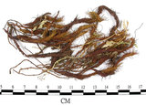 中文名:金髮蘚(B00002650)學名:Polytrichum commune Hedw.(B00002650)中文別名:土馬棕