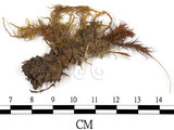 中文名:擬金髮蘚(B00002656)學名:Polytrichum formosum Hedw.(B00002656)中文別名:土馬棕