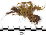 中文名:擬金髮蘚(B00002656)學名:Polytrichum formosum Hedw.(B00002656)中文別名:土馬棕