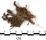 中文名:細葉金髮蘚(B00002658)學名:Polytrichum gracile Diks. ex Sm.(B00002658)中文別名:土馬棕