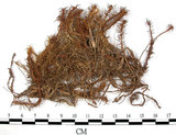 中文名:細葉金髮蘚(B00002659)學名:Polytrichum gracile Diks. ex Sm.(B00002659)中文別名:土馬棕