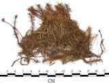 中文名:細葉金髮蘚(B00002659)學名:Polytrichum gracile Diks. ex Sm.(B00002659)中文別名:土馬棕