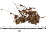 中文名:檜葉金髮蘚(B00002660)學名:Polytrichum juniperinum Wild ex Hedw.(B00002660)中文別名:土馬棕