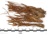 中文名:檜葉金髮蘚(B00002661)學名:Polytrichum juniperinum Wild ex Hedw.(B00002661)中文別名:土馬棕