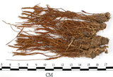 中文名:檜葉金髮蘚(B00002661)學名:Polytrichum juniperinum Wild ex Hedw.(B00002661)中文別名:土馬棕