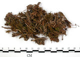 中文名:檜葉金髮蘚(B00003742)學名:Polytrichum juniperinum Wild ex Hedw.(B00003742)中文別名:土馬棕