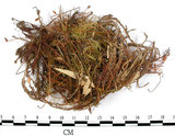 中文名:擬金髮蘚(B00003757)學名:Polytrichum formosum Hedw.(B00003757)中文別名:土馬棕