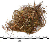 中文名:擬金髮蘚(B00003757)學名:Polytrichum formosum Hedw.(B00003757)中文別名:土馬棕