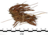 中文名:金髮蘚(B00004274)學名:Polytrichum formosum Hedw. var. densifolium Mitt.(B00004274)中文別名:土馬棕