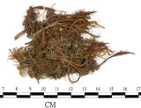 中文名:變形大金髮蘚(B00007817)學名:Polytrichum decipiens Limpr.(B00007817)中文別名:土馬棕