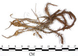 中文名:金髮蘚(B00009948)學名:Polytrichum attenuatum Menz.(B00009948)中文別名:土馬棕