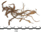 中文名:金髮蘚(B00009948)學名:Polytrichum attenuatum Menz.(B00009948)中文別名:土馬棕