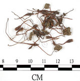 中文名:毛尖金髮蘚(B00009988)學名:Polytrichum piliferum Schred. ex Hedw.(B00009988)中文別名:土馬棕