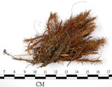 中文名:金髮蘚(B00013625)學名:Polytrichum juniperinum Wild ex Hedw. subsp. strictum (Brid.) Nyh. & Sael.(B00013625)中文別名:土馬棕