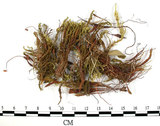 中文名:毛尖金髮蘚(B00013626)學名:Polytrichum piliferum Schred. ex Hedw.(B00013626)中文別名:土馬棕