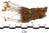 中文名:檜葉金髮蘚(B00014553)學名:Polytrichum juniperinum Wild ex Hedw.(B00014553)中文別名:土馬棕