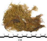 中文名:羽蘚(B00000383)學名:Thuidium cymbifolium (Doz. & Molk.) Doz. & Molk.(B00000383)
