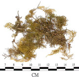 中文名:鉤葉羽蘚(B00000385)學名:Thuidium recognitum (Hedw.) Lindb. var. delicatulum(B00000385)