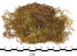 中文名:羽蘚(B00001531)學名:Thuidium cymbifolium (Doz. & Molk.) Doz. & Molk.(B00001531)