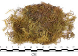 中文名:羽蘚(B00001531)學名:Thuidium cymbifolium (Doz. & Molk.) Doz. & Molk.(B00001531)