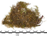 中文名:羽蘚(B00003236)學名:Thuidium cymbifolium (Doz. & Molk.) Doz. & Molk.(B00003236)