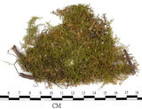中文名:羽蘚(B00003236)學名:Thuidium cymbifolium (Doz. & Molk.) Doz. & Molk.(B00003236)