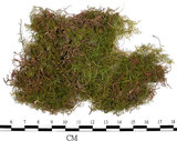 中文名:羽蘚(B00003780)學名:Thuidium cymbifolium (Doz. & Molk.) Doz. & Molk.(B00003780)
