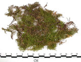 中文名:羽蘚(B00003797)學名:Thuidium cymbifolium (Doz. & Molk.) Doz. & Molk.(B00003797)