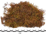 中文名:羽蘚(B00003864)學名:Thuidium cymbifolium (Doz. & Molk.) Doz. & Molk.(B00003864)