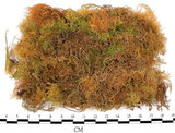 中文名:羽蘚(B00003879)學名:Thuidium cymbifolium (Doz. & Molk.) Doz. & Molk.(B00003879)