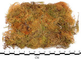 中文名:羽蘚(B00003879)學名:Thuidium cymbifolium (Doz. & Molk.) Doz. & Molk.(B00003879)