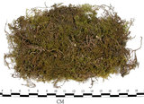 中文名:羽蘚(B00003911)學名:Thuidium cymbifolium (Doz. & Molk.) Doz. & Molk.(B00003911)