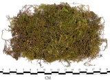 中文名:羽蘚(B00003911)學名:Thuidium cymbifolium (Doz. & Molk.) Doz. & Molk.(B00003911)