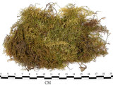 中文名:羽蘚(B00004011)學名:Thuidium cymbifolium (Doz. & Molk.) Doz. & Molk.(B00004011)