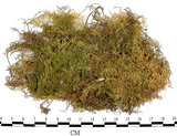 中文名:羽蘚(B00004011)學名:Thuidium cymbifolium (Doz. & Molk.) Doz. & Molk.(B00004011)