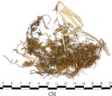 中文名:羽蘚(B00004475)學名:Thuidium glaucinoides Broth.(B00004475)