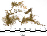 中文名:羽蘚(B00004478)學名:Thuidium cymbifolium (Doz. & Molk.) Doz. & Molk.(B00004478)