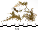 中文名:羽蘚(B00004478)學名:Thuidium cymbifolium (Doz. & Molk.) Doz. & Molk.(B00004478)