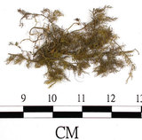 中文名:羽蘚(B00004511)學名:Thuidium dellicatulum (Hedw.) Mitt. var. radicans(B00004511)