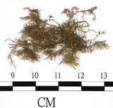 中文名:羽蘚(B00004511)學名:Thuidium dellicatulum (Hedw.) Mitt. var. radicans(B00004511)