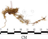 中文名:羽蘚(B00004513)學名:Thuidium dellicatulum (Hedw.) Mitt. var. radicans(B00004513)