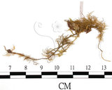 中文名:羽蘚(B00004513)學名:Thuidium dellicatulum (Hedw.) Mitt. var. radicans(B00004513)