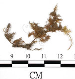 中文名:羽蘚(B00004833)學名:Thuidium dellicatulum (Hedw.) Mitt. var. radicans(B00004833)