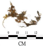 中文名:羽蘚(B00004833)學名:Thuidium dellicatulum (Hedw.) Mitt. var. radicans(B00004833)