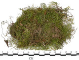 中文名:羽蘚(B00005606)學名:Thuidium cymbifolium (Doz. & Molk.) Doz. & Molk.(B00005606)
