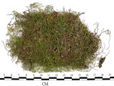 中文名:羽蘚(B00005606)學名:Thuidium cymbifolium (Doz. & Molk.) Doz. & Molk.(B00005606)